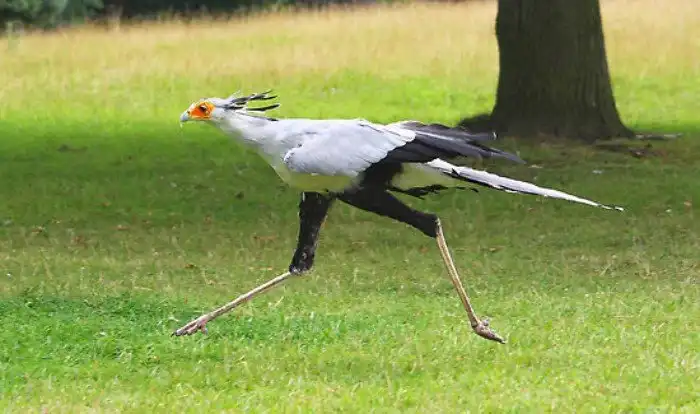 Secretary Bird: The Feathered Knight That Hunts Venomous Snakes for Fun