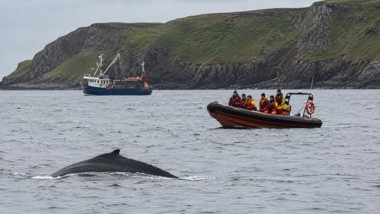 Fishermen Are the First to Spot Tangled Whales—Now They're Teaming Up with Rescuers to Save Them