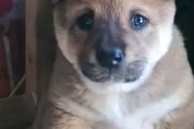 Meet the Tiny Pup That's Taking the Internet by Storm!