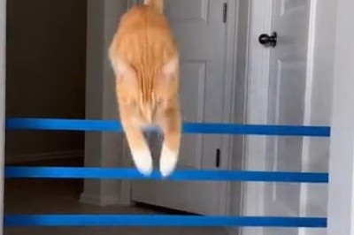 Gravity-Defying Cat's Outrageous Hops Will Leave You Speechless!