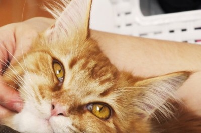 HomeAgain's Microchip Meltdown: Unveiling the Pet Ownership Nightmare