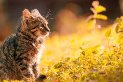 Lost my Cat on Christmas, Can I Still Find Him? The Heartwarming Search for a Beloved Feline Friend!