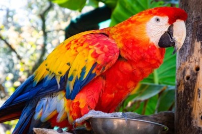 Parrot Inheritance Dilemma: Should I Keep or Set Free?