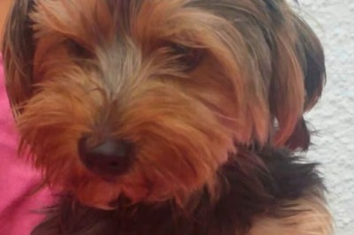 Abandoned and Betrayed: Leo's Heartbreaking Christmas Gift Story
