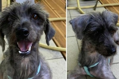 Heartwarming Rescue: Ulla, the Abandoned Dog, Rebuilds Trust Through Love and Second Chances