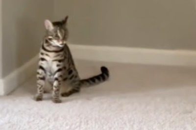 Heartwarming Video of Cat's Reaction to Missing Christmas Tree Goes Viral!