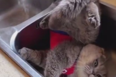 Culinary Cat Capers: Whiskered Whiz Explores the Kitchen!