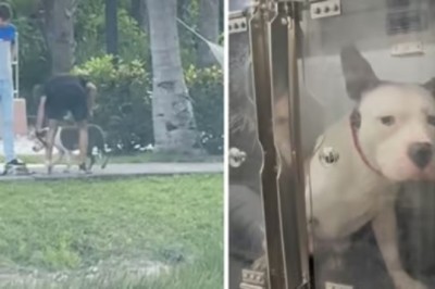 Heroic Bystander Saves Abused Dog: Viral Video Leads to Arrest