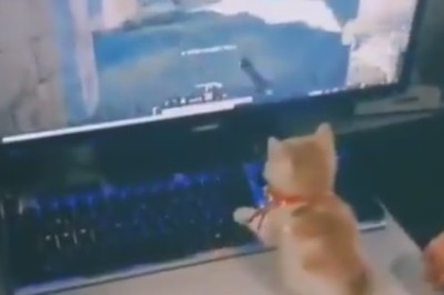 Kitten Playtime Extravaganza: Adorable Kittens Take Over the Play Station!