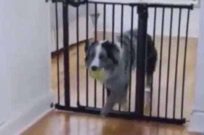 Laugh Out Loud: Hilarious Moments with Funny Pets!