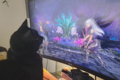 Pawsitively Engrossed: Cat's Hilarious Reaction to TV!