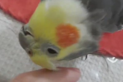 Sleepy Parrot Nails the Art of Napping!