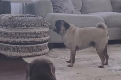 Adorable Dog Channels Shakespeare with Epic Monologue on Loneliness!