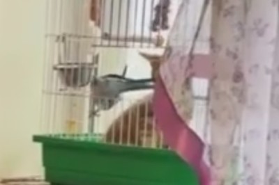 Feathered Justice: Parrot Takes Revenge on Mischievous Cat in Hilarious Showdown!