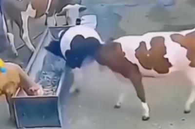 Hilarious Animal Antics: When Pets Turn into Comedy Stars!