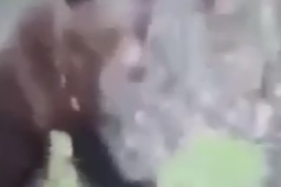 Hilarious Bear Guides Lost Man Through Forest Adventure!