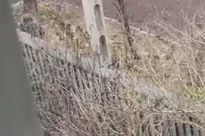 Hilarious! Cat Goes Ninja on Unsuspecting Dog Walker