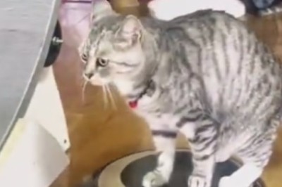 Cat-astrophe Alert: Hilarious Video Captures Epic Cat Smackdown That Will Leave You in Stitches!