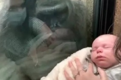 Heartwarming Moment Gorilla Reacts to Seeing Another Baby - The Incredible Display of Maternal Instincts