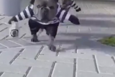 Hilarious Video: Dogs Throw Epic Party to Celebrate Doggy Victories!