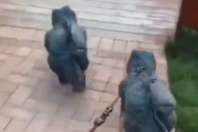 Jurassic LOLs: Hilarious Video of Dinosaurs Trying to Navigate Modern Dating &amp; Parenthood!