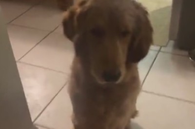 Pawsitively Adorable: Dog Befriends Baby Owner in Hilarious Hijinks!