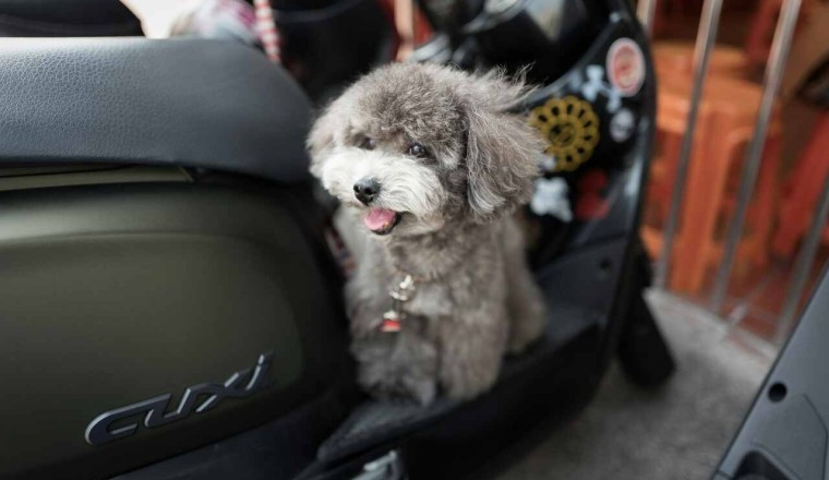 Pawsome News: Luxury Jet Service for Dogs Takes Off with BARK Air!