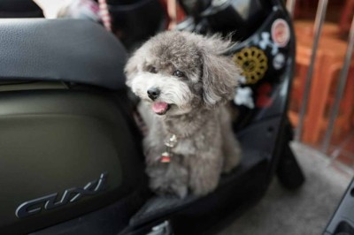 Pawsome News: Luxury Jet Service for Dogs Takes Off with BARK Air!