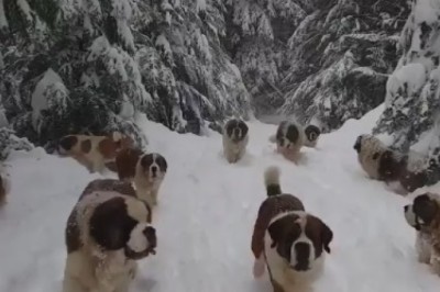 Shocking Discovery: Can Dogs Eat Their Dead Owners? Unveiling the Truth Behind Canine Behavior!