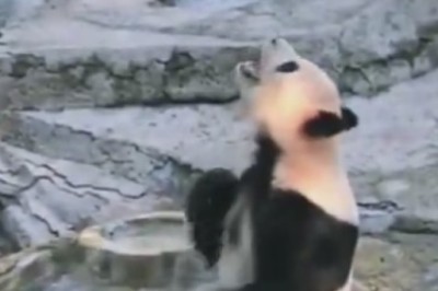 Splish Splash Panda: The Most Adorable Bath Time Ever!