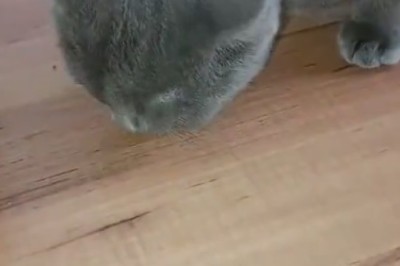 The Mischievous Adventures of a Lovely Cat!