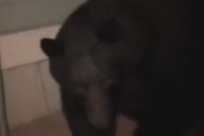 Unbearably Hilarious: Bear Throws a Surprise Party for Unexpected Guests!