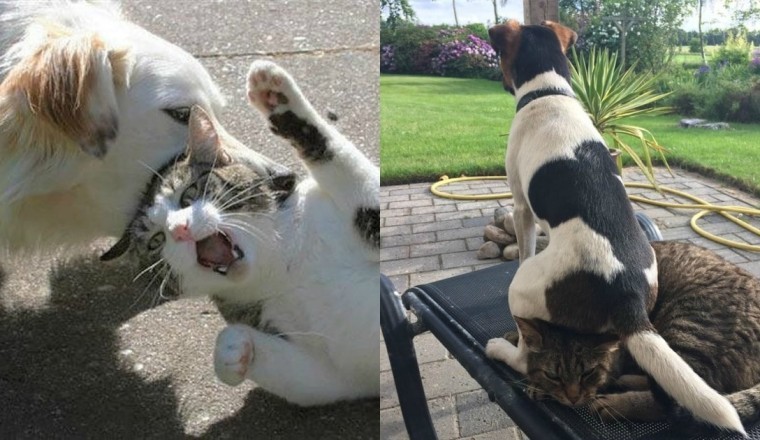 Unleashing the Laughter: The Most Hilarious Pet Antics Caught on Camera!