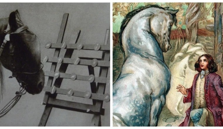 Unveiling Clever Hans: The Intriguing Tale of a Remarkable Equine Phenomenon