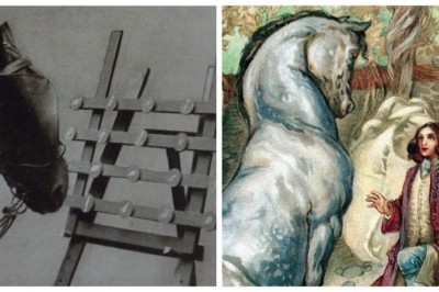 Unveiling Clever Hans: The Intriguing Tale of a Remarkable Equine Phenomenon