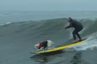 Woof in the Water: The Incredible Flying Dog Caught on Camera!