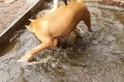 Barking Up the Laughter Tree: Watch These Funny Dogs Bring on the Comedy Paw-sitively!