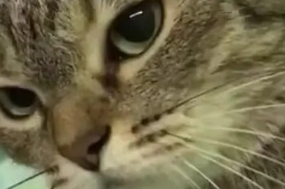 Cat-tastic Comedy Gold: Laugh Out Loud with These Hilarious Cat Antics!