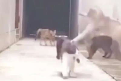 The Cat's Meow: Side-Splitting Funny Cat Moments Guaranteed to Make Your Day!