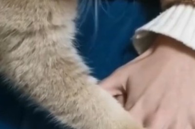 Feline Funnies: Cat Outshines Husky in Hilarious Display of Talent!