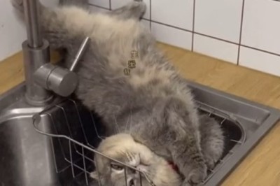 Hilarious Cat Napping Adventures in the Kitchen!