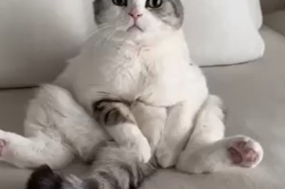 Hilarious Hijinks: Watch This Cat's Hilarious Reaction to Being Walked on a Leash!