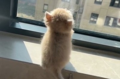 Nostalgic Kitten Revisits Former Abode: Heartwarming Reunion Alert!