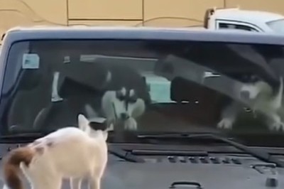 Pawsome Pursuit: Dog Driver, Dog Passenger, and Cat Co-Pilot Halt Jeep in Hilarious Hijinks!