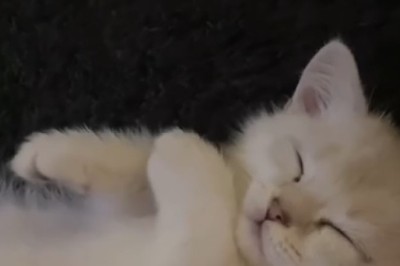 The Purr-fect Pilates Partner: Watch This Beautiful Kitten Master the Art of Stretching!