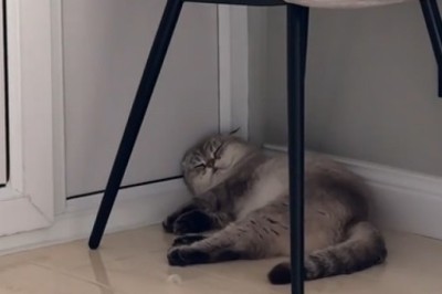 The Ultimate Guide to Cat-napping: Hilarious Video of a Cat Taking Sleep to the Next Level!