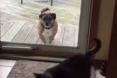 The Ultimate Standoff: Dog vs. Cat with Vitrina Caught in the Middle!