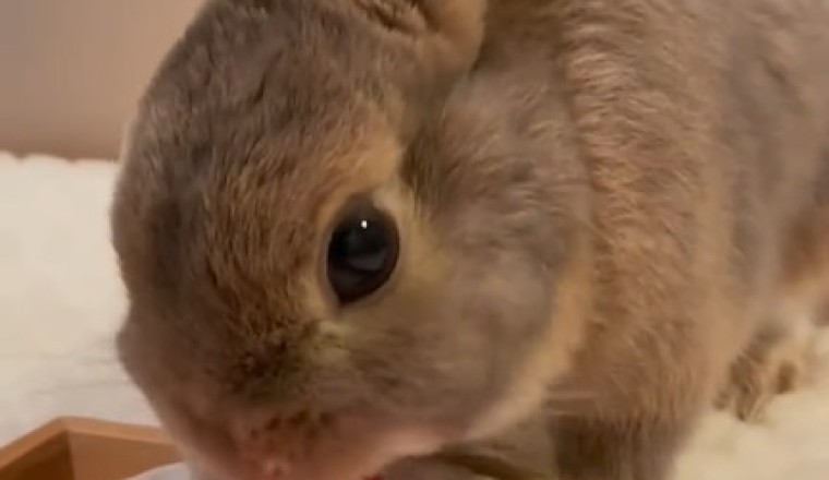 Berry Bunny Bonanza - Hilarious Hijinks of a Rabbit Devouring Strawberries!