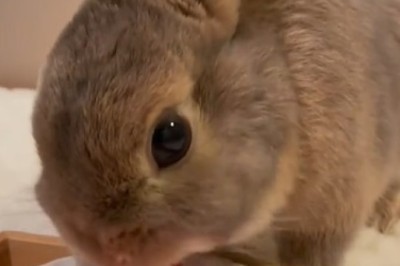 Berry Bunny Bonanza - Hilarious Hijinks of a Rabbit Devouring Strawberries!