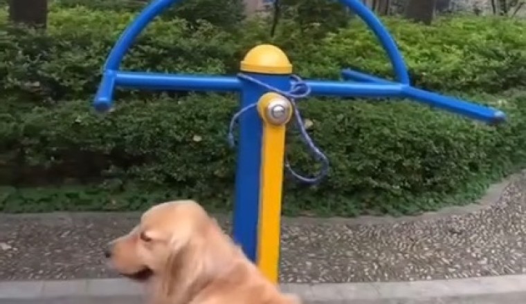 Dog Swinging - Pure Joy in Motion!